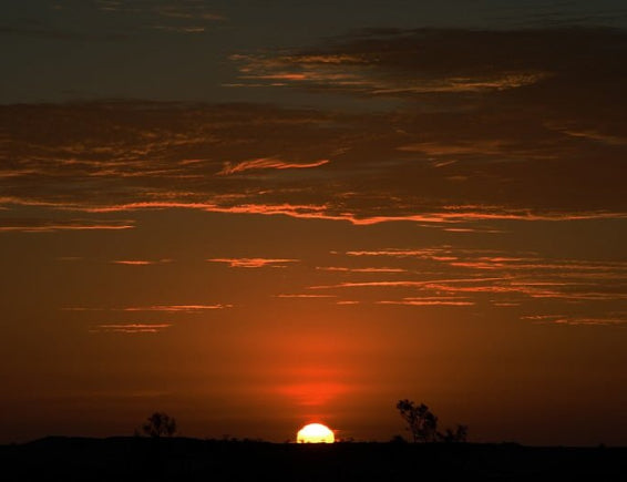 Sunset with orange glow, trees silhouetted in the foreground, light clouds.